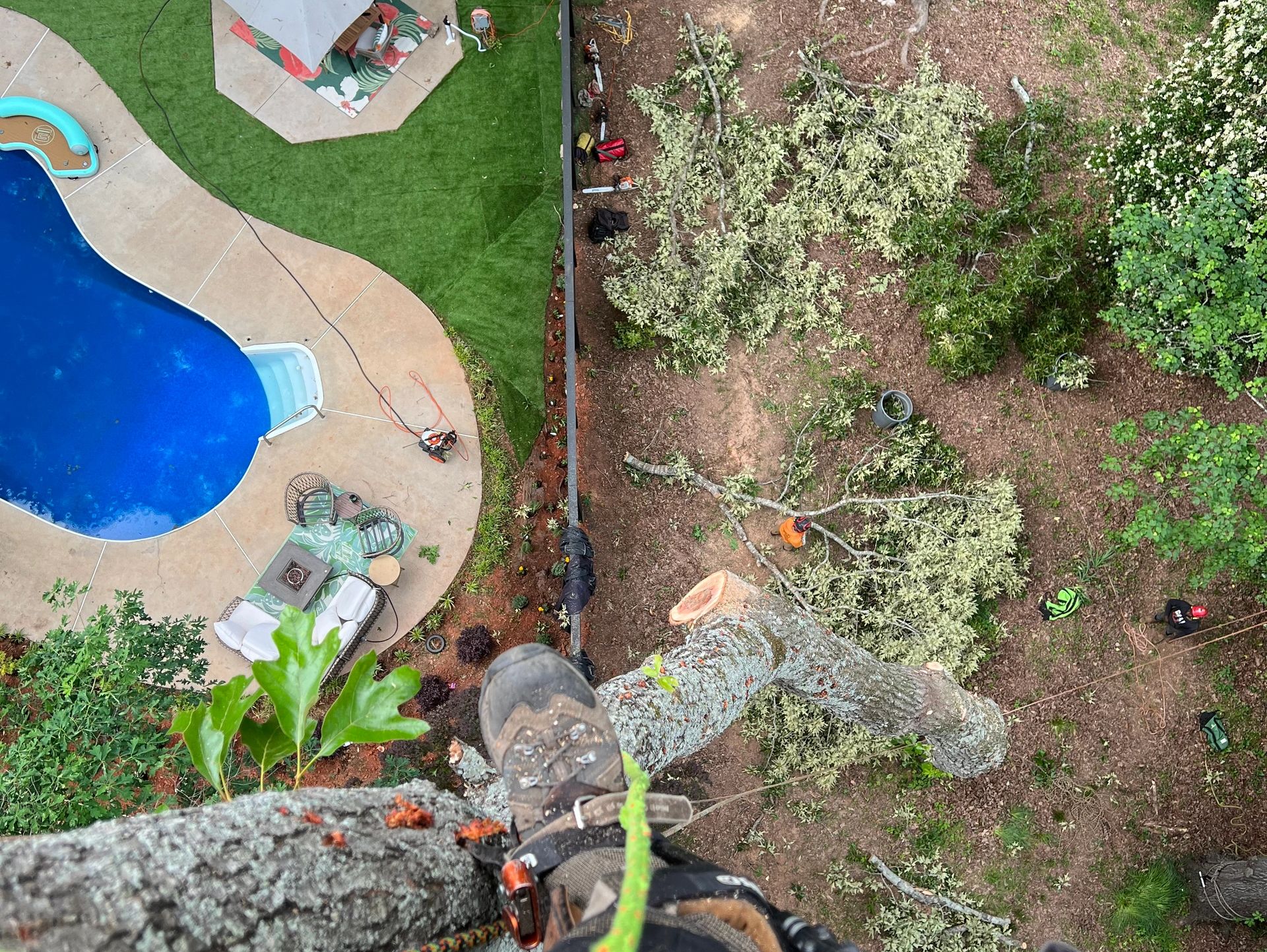 Canopy Tree Service — Executive Green variant