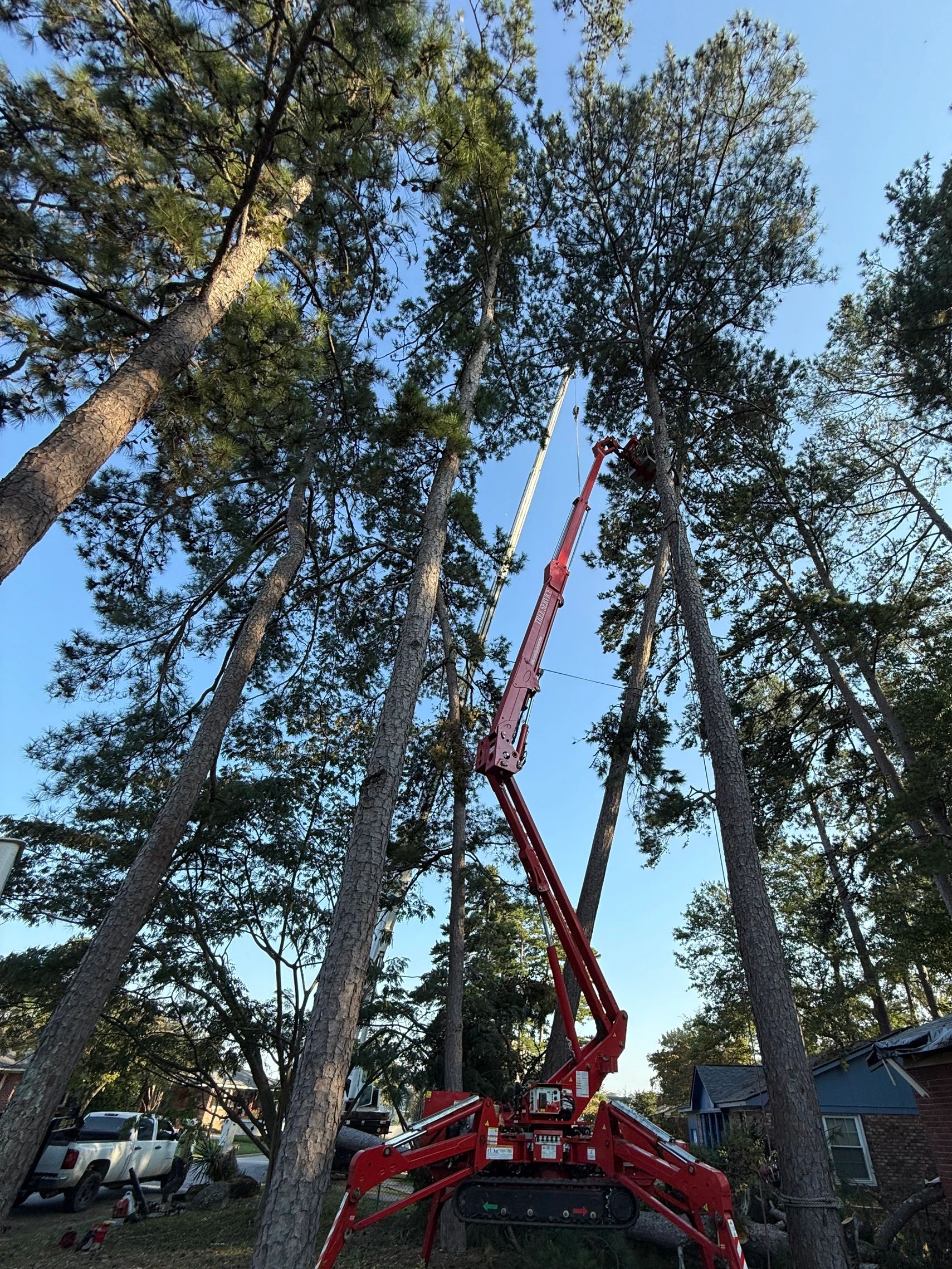 Spider crane rigged in tall pines for precision tree removal