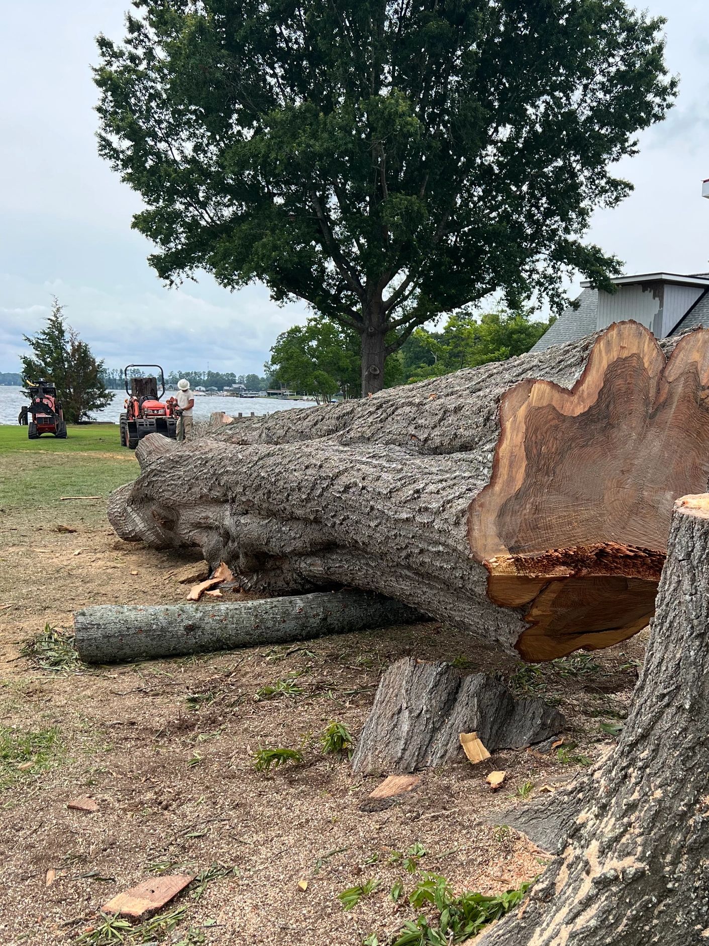 Massive oak trunk removal at lakeside property with heavy equipment